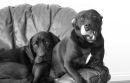 Caesar & Troy on "their chair"